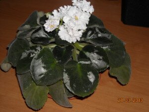 Что такое тургор листьев, тургор листьев, тургор фиалки