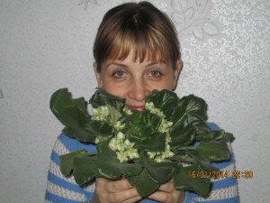 Как правильно купить цветы зимой, фиалка фото, купить комнатные цветы зимой