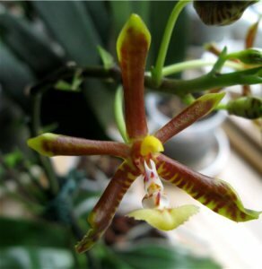 Phalaenopsis mannii фото, красивые орхидеи, ароматные орхидеи