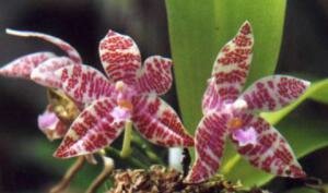 Phalaenopsis hieroglyphica, ароматные орхидеи, красивые орхидеи