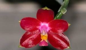 Phalaenopsis Malibu Imp , ароматные орхидеи, красивые орхидеи