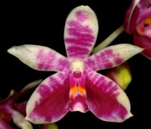 Phalaenopsis modesta, ароматные орхидеи, красивые орхидеи